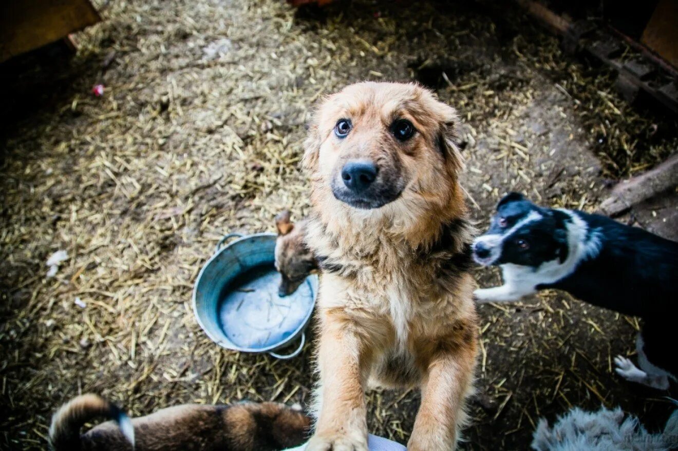 Приют шанс на жизнь Новокузнецк. Бездомные животные. Бездомные собаки. Голодные бездомные животные.