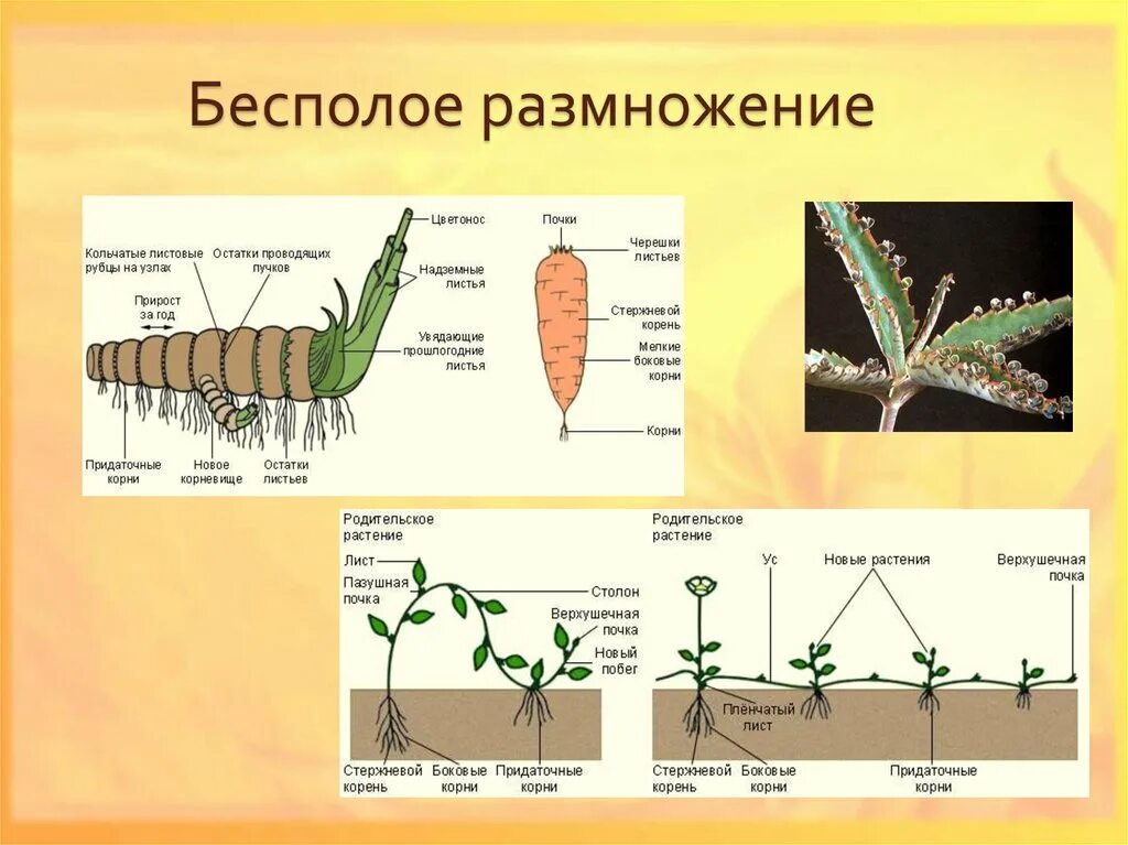 Какая стадия растения обеспечивает его бесполое размножение. Бесполое размножение растений примеры. Бесполое размножение растений 9 класс. Схема бесплодного размножения растений. Беспалова размножение.