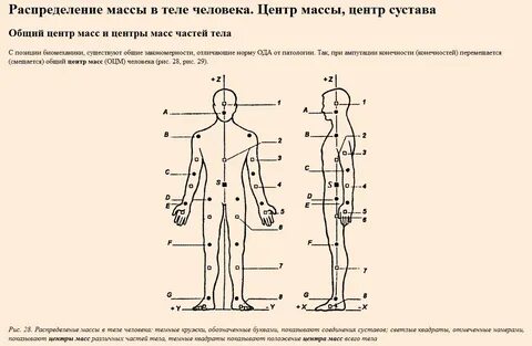 Центра туловища