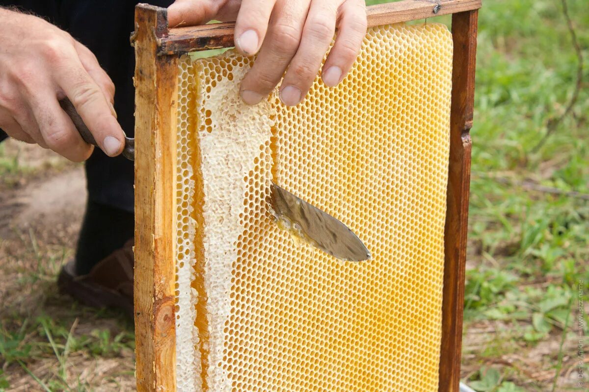 Улей на пасеке. Пчелиная рамка. Рамки с сотами для ульев. Рамка с пчелами и сотами.