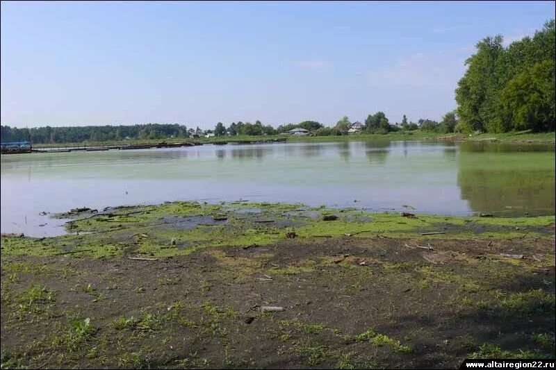 Озеро Лебяжье Барнаул. С Лебяжье Алтайский край Барнаул. Село Лебяжье Барнаул озеро. Барнаул озеро в Лебяжке.