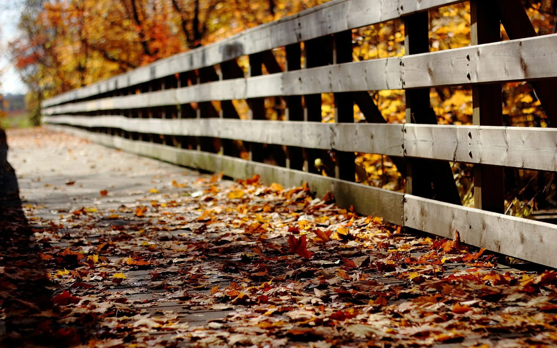 Осень без людей. Обои на рабочий стол осень. Осенний фон. Осенний забор. Забор с листвой.
