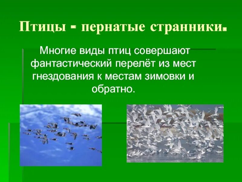 Какие методы использует фенология. Фенологические наблюдения за птицами. Фенологический календарь птиц. Фенологические наблюдения примеры. Фенология в природе.