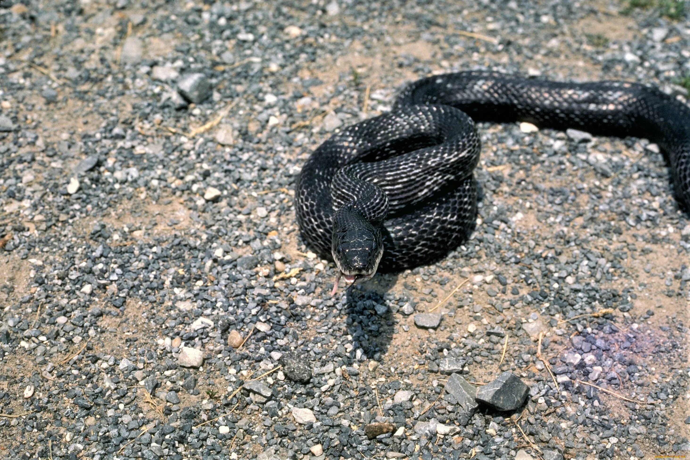 Гадюка Уральская. Гадюка Никольского (Vipera nikolskii). Чёрная гадюка змея. Гадюка Уральская черная.