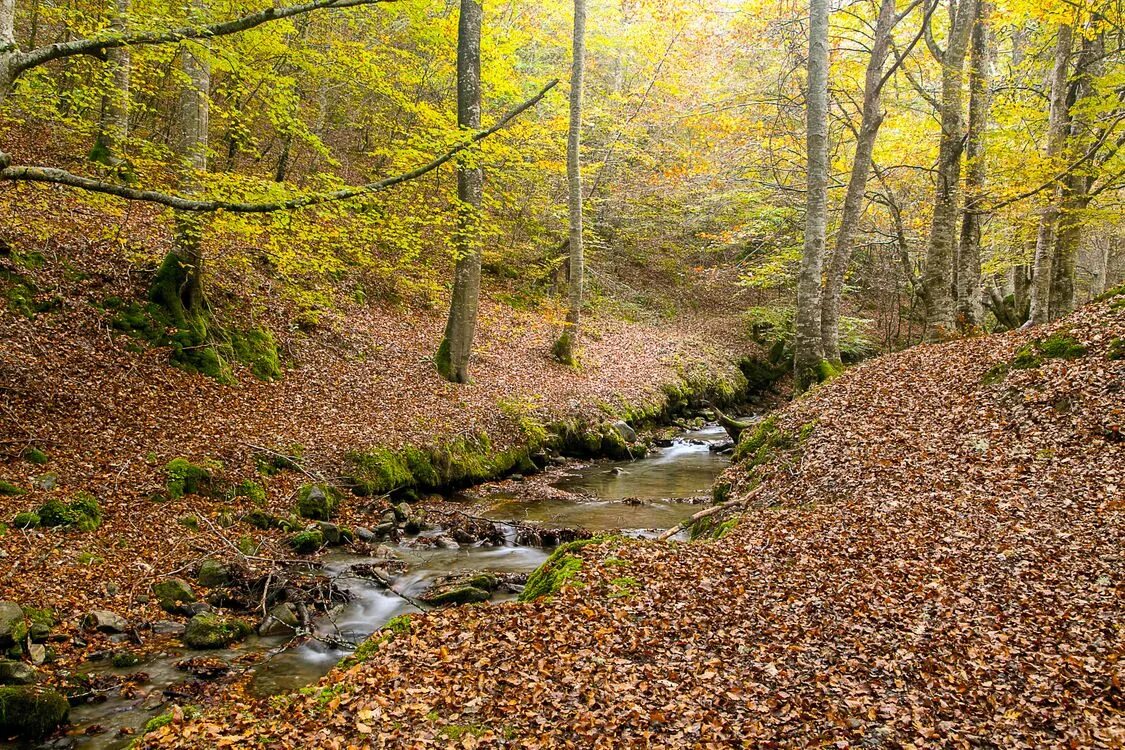 Осенний ручей. Речка в лесу осенью. Ручей в лесу. Осень лес ручей.
