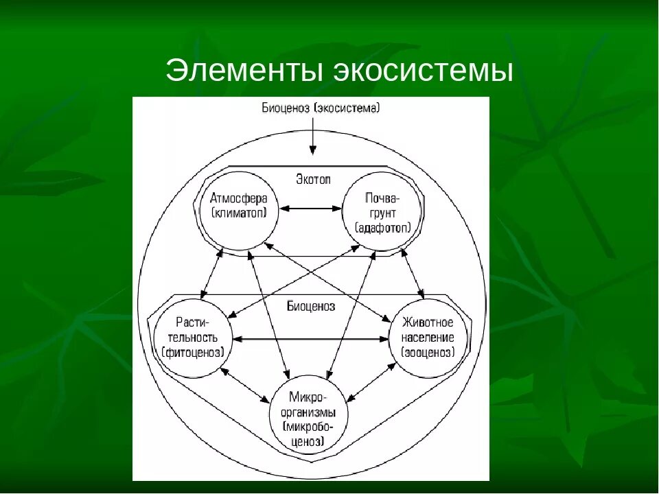 Составить экологическую систему