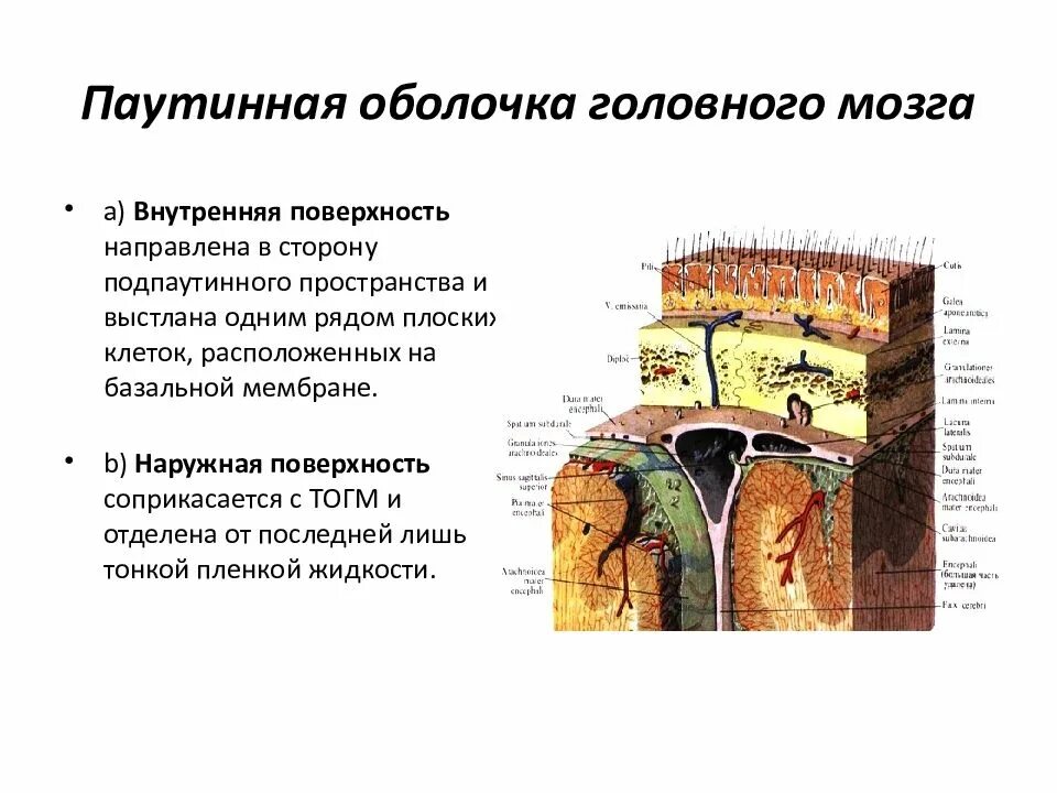 Внутренняя оболочка мозга. Строение паутинной оболочки. Паутинная оболочка головного мозга анатомия. Функции паутинной оболочки головного мозга. Структуры паутинной оболочки головного мозга.