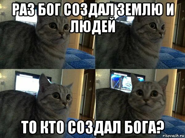 10 вопросов коту. Кот согласен Мем. Вопросительный котик. Кот вопрос. Котик с вопросом.
