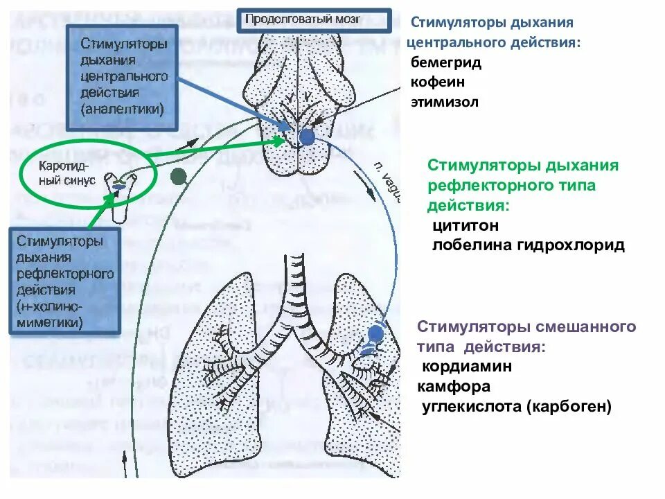 Движение функции дыхания. Механизм действия аналептиков схема. Стимуляторы дыхания препараты механизм действия. Рефлекторная схема дыхания. Стимуляторы дыхания фармакология механизм действия.