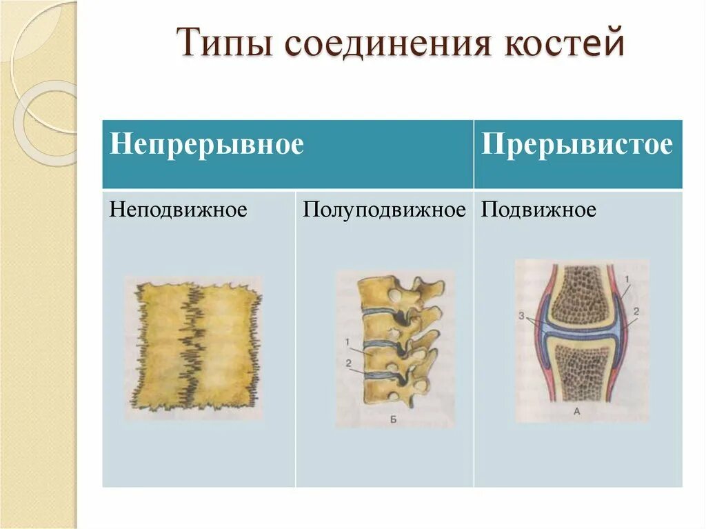 Типы соединения костей. Прерывистые соединения костей. Прерывные соединения костей. Соединение костей скелета. Полуподвижные кости пример