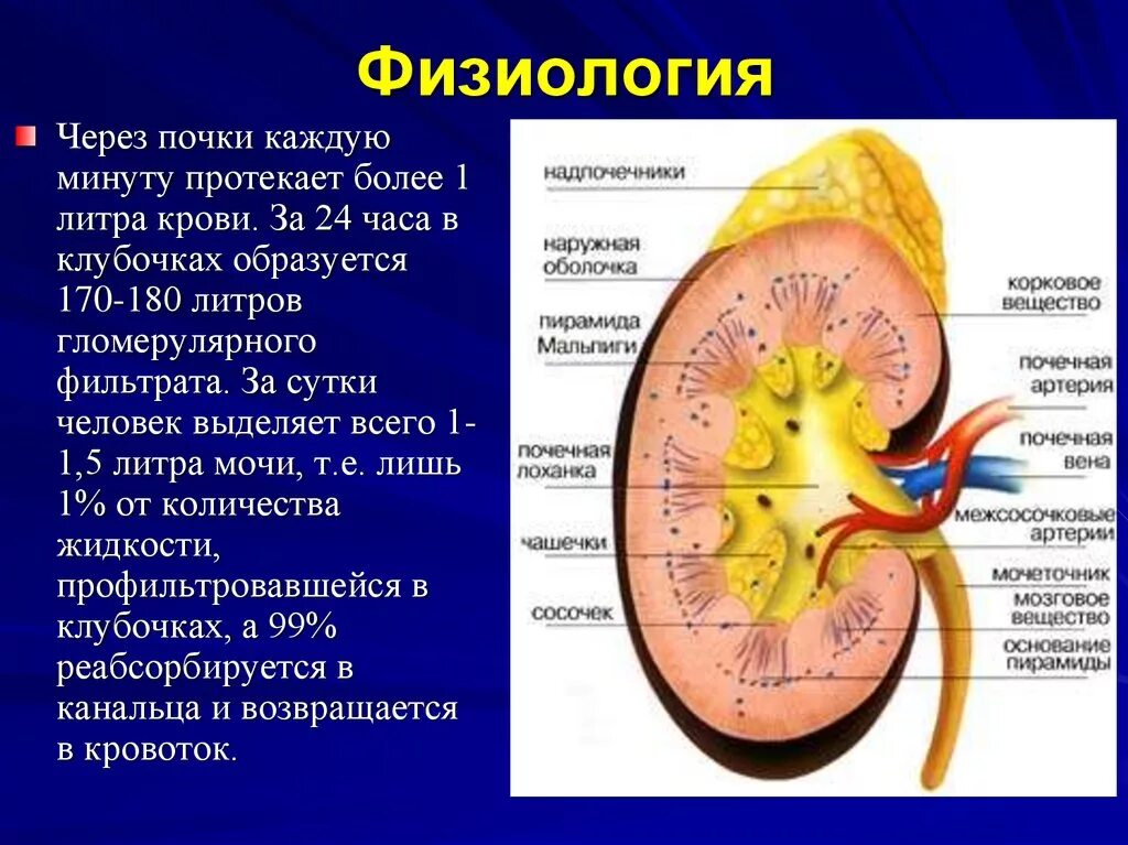 За сколько проходят почки. Физиология почек. Строение почки. Мочевыделительная система. Строение мочевыделительной системы.