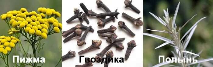 Травяной сбор тройчатка пижма, полынь, гвоздика. Полезные полезные свойства кардамона. Гвоздика пижма и полынь от паразитов. Травы полынь пижма. Гвоздика пижма и полынь от паразитов.