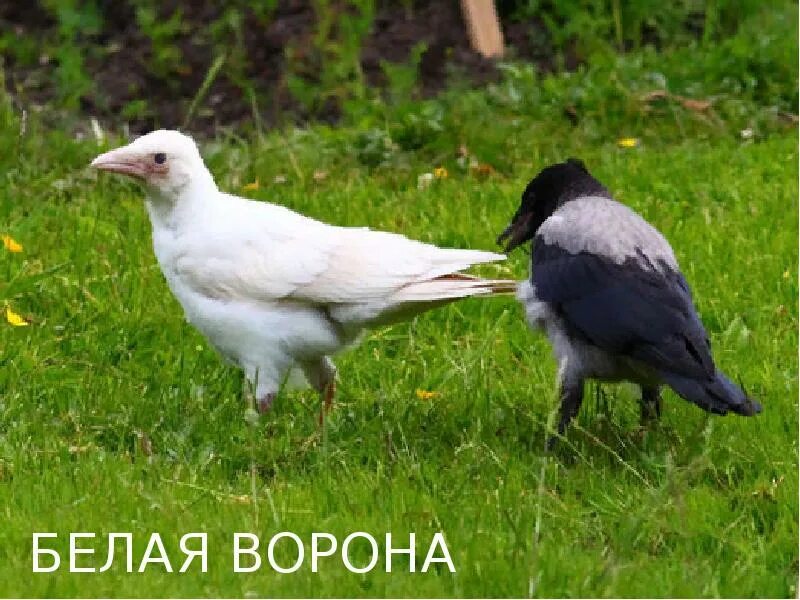 Птица объявится белая ворона. Грач альбинос. Белая ворона. Ворон альбинос. Белая ворона птица.