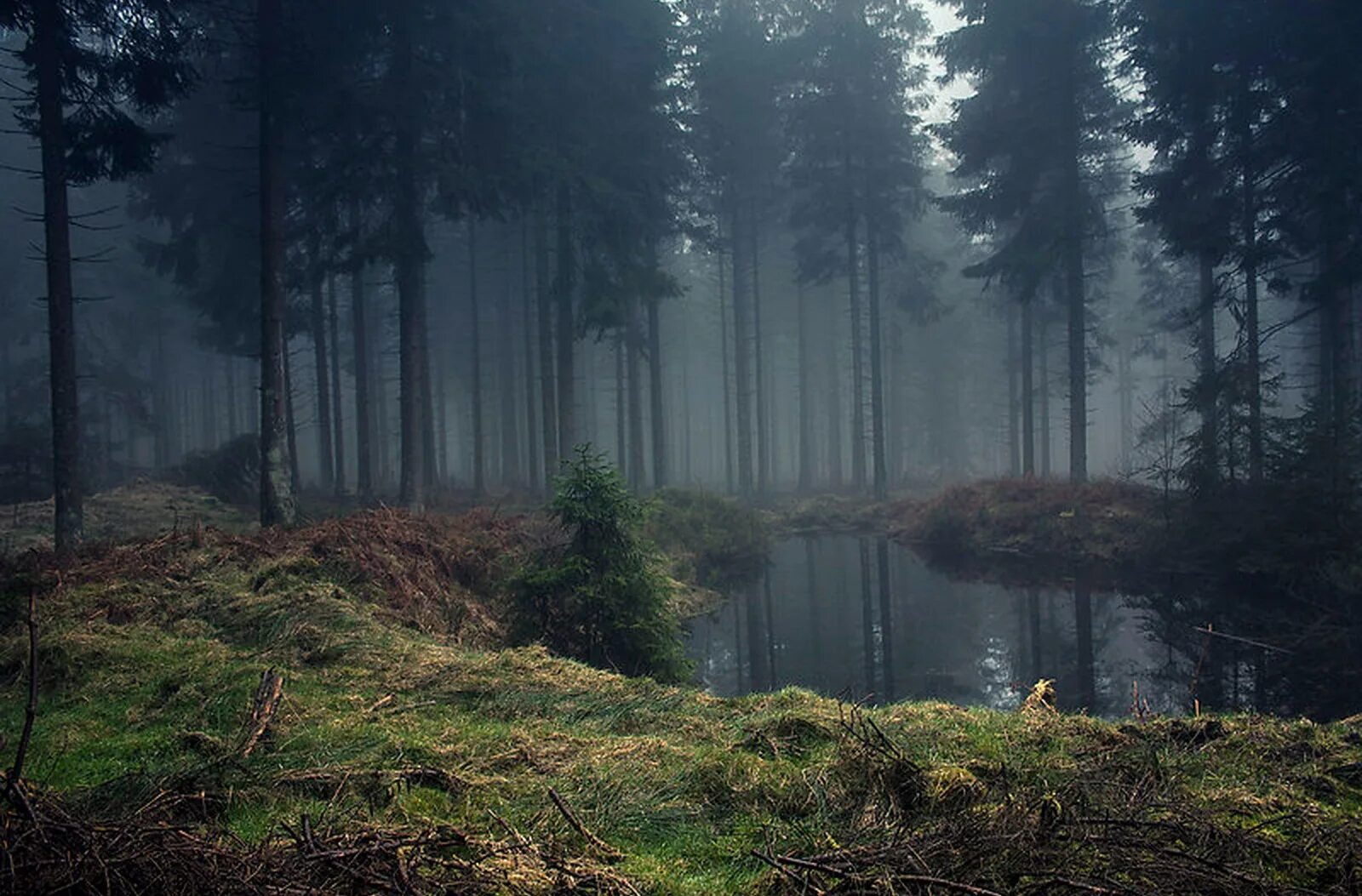 сосновый лес в тумане. пузыри в туманном лесу. туманный лес. пузыри в туманном лесу. беловежская пуща туманный лес.