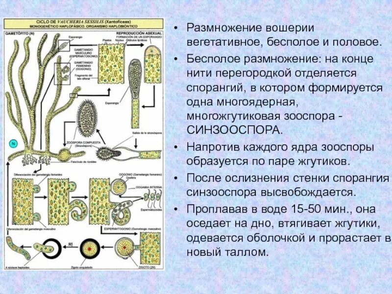 Водоросли строение и размножение. Отдел Охрофитовые водоросли. Жизненный цикл вошерии схема. Жизненный цикл вошерии (отдел желто-зеленые водоросли, Xanthophyta; p. Vaucheria). Вошерия водоросль строение.