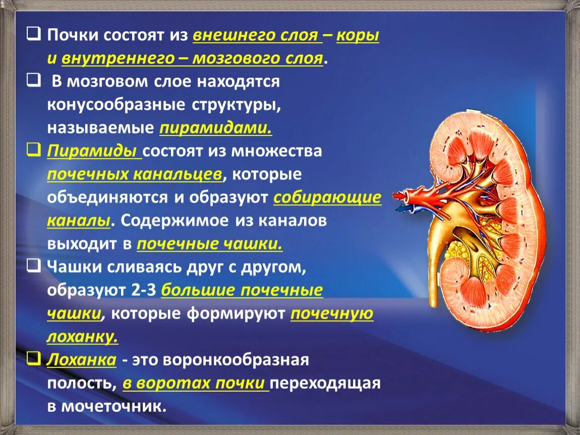 Почках и в головном мозге. Из каких слоев состоит почка. Функции мозгового слоя почки. Корковый и мозговой слои почки. Строение тканей почек.