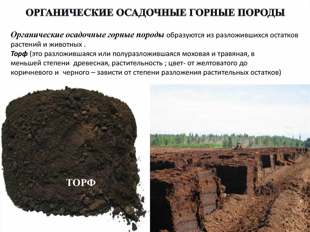 Образование органических горных пород. Органические осадочные породы. Органические горные породы. Органические горные породы образуются. Осадочные органические горные.