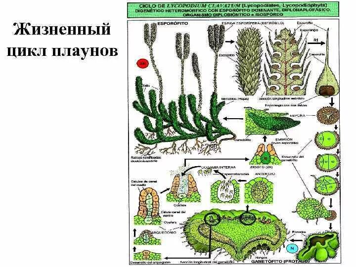 Жизненный цикл плауна булавовидного схема. Цикл развития плауна схема. Цикл развития плаунов схема. Цикл размножения плауна.