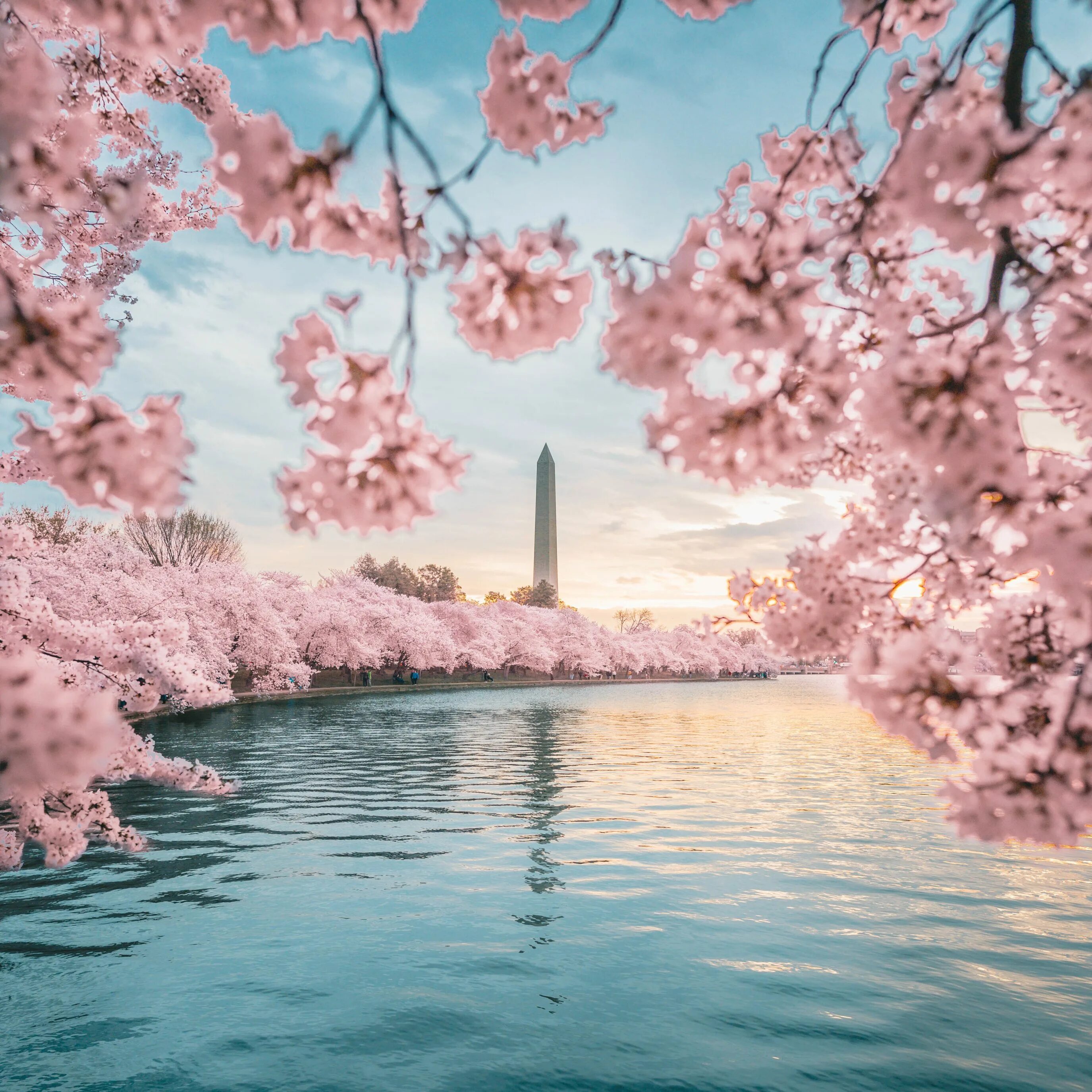 Big blossom. Черри блоссом. Сакура черри блоссом. Картина черри блоссом. Сакура Розанна.