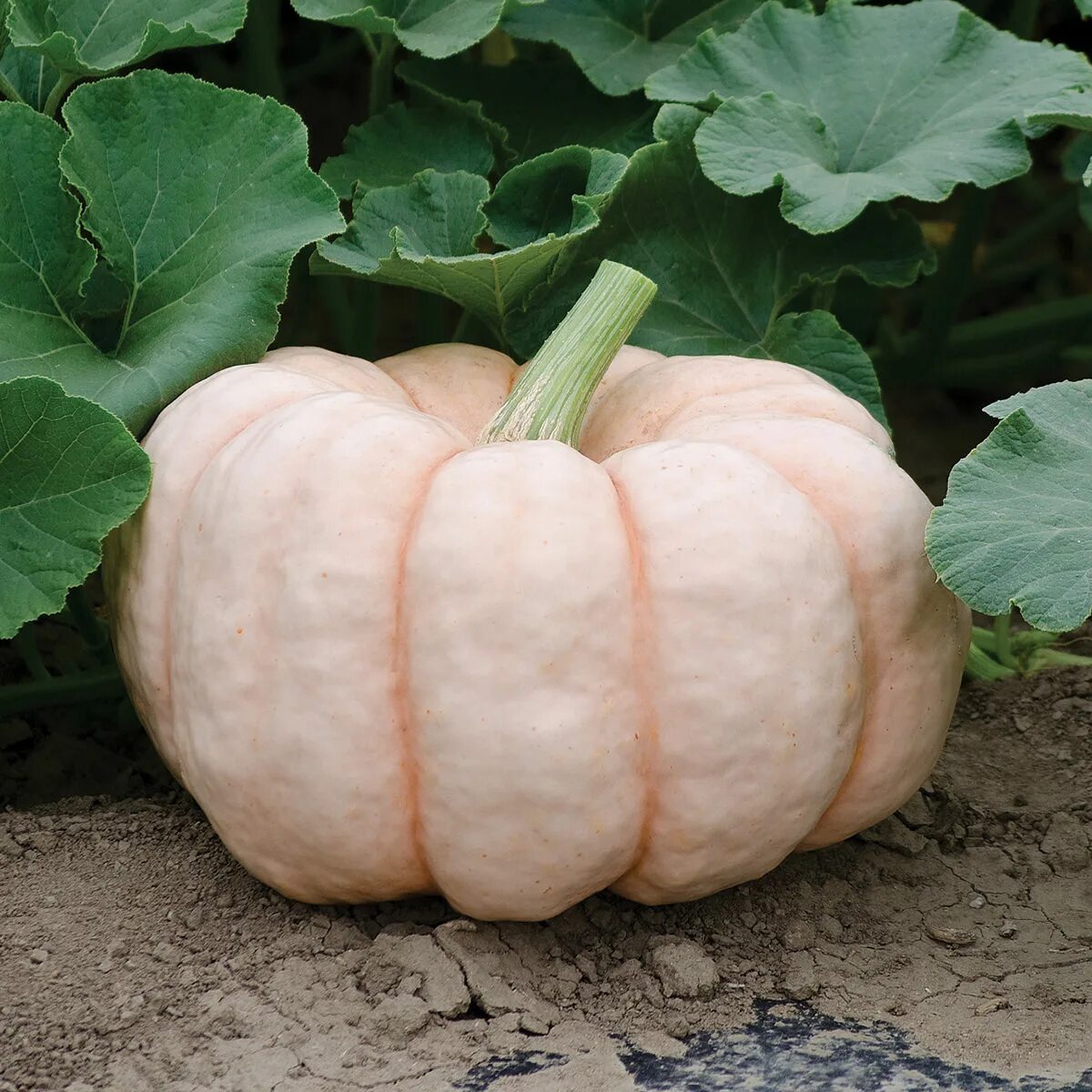 Сладкая тыква фото. Тыква сорт Акорн. F1 Hybrid Pumpkin Serena. Moonscape f1 Hybrid тыква. Тыква ф1 Анастасия.