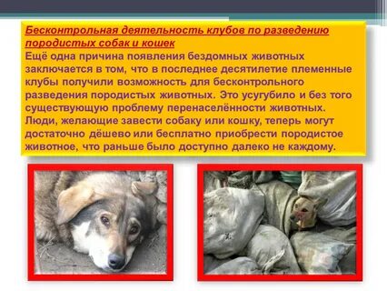 Причины появления бездомных животных