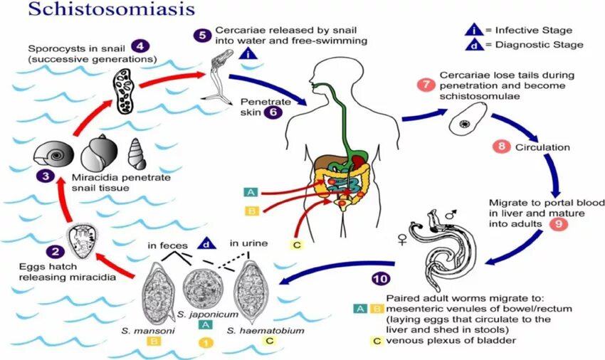 Schistosoma mansoni жизненный цикл. Schistosoma haematobium жизненный цикл. Кровяная двуустка (Schistosoma haematobium). Schistosoma mansoni строение.