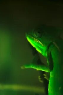 Green slow