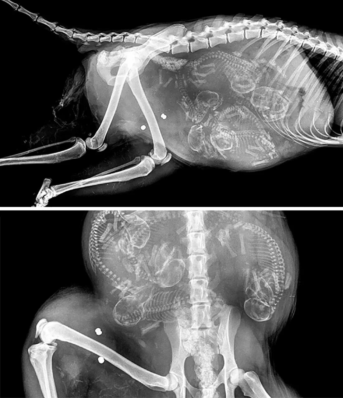 Беременна ли сука. Рентген брюшной полости собаки. Трихинеллез рентген снимки. Рентген беременной собаки.