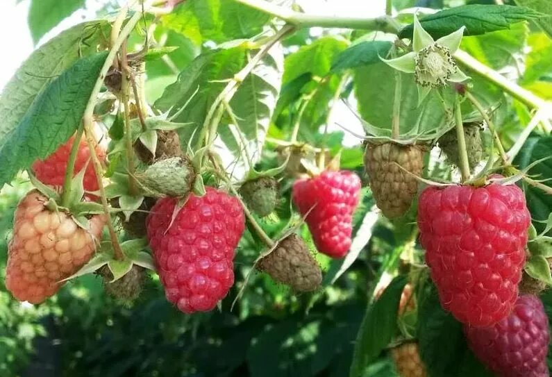 Полана Polana малина. Малина Джуно. Малина Моллинг Джуно. Малина Моллинг Минерва.