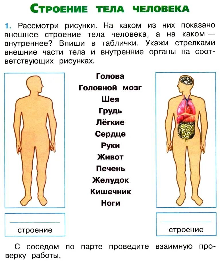 Рассмотри тело человека. Внешнее и внутреннее строение тела человека 2 класс окружающий мир. Внешнее и внутреннее строение человека 3 класс. Система органов человека окружающий мир 3 класс 2 часть. Окружающий мир 3 класс строение человека система органов.