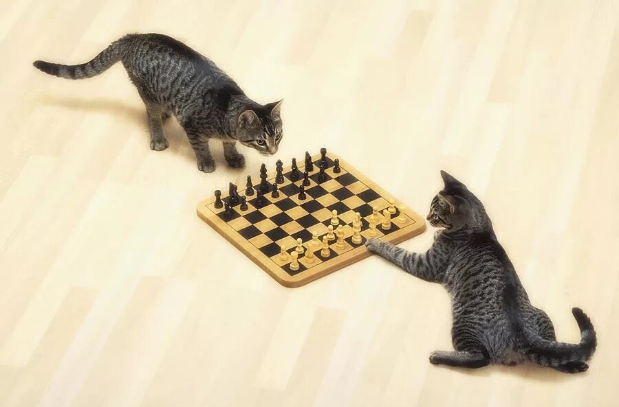 Котята играют на полу. Шахматы кошки. Кот и шахматы. Кот играет. Котенок и шахматы.