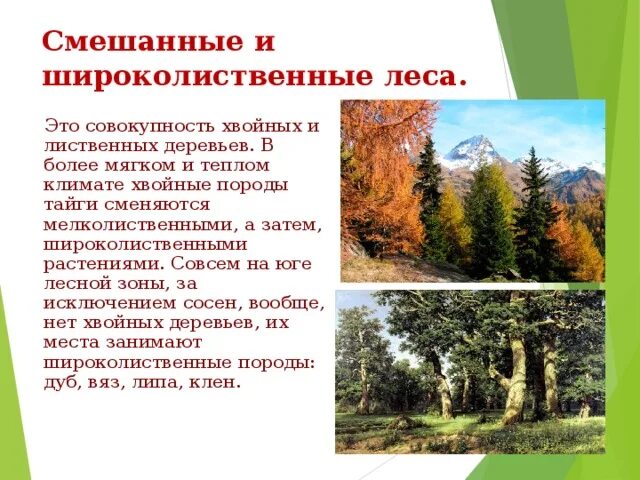 Растительное сообщество с преобладанием хвойных. Растения мелколиственного леса. Широколиственные и мелколиственные деревья. Растительный мир широколиственных лесов. Смешанных и мелколиственных лесов растения.