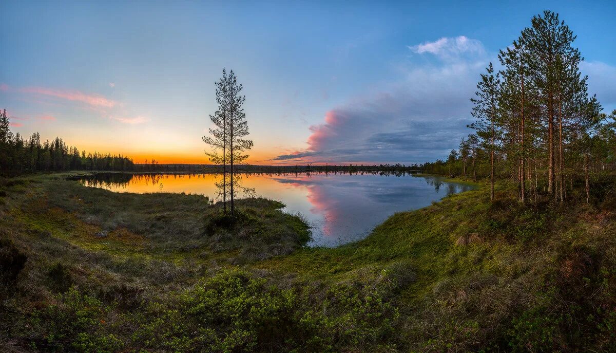 лес белые ночи карелия. карельский пейзаж вечер. болота карелии туман. белое озеро ленинградская область. белые ночи.