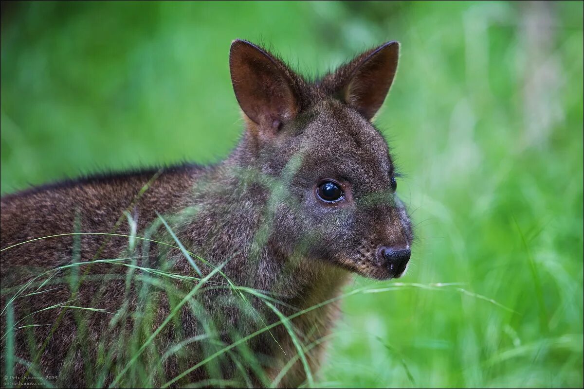 травоядные животные австралии. 3 животных австралии.