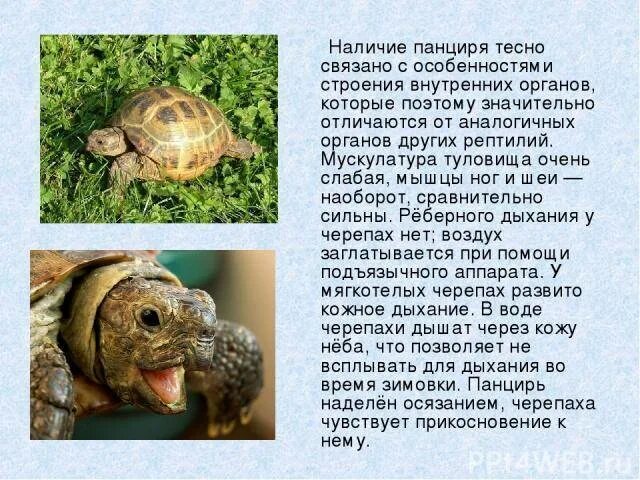 Как дышат черепахи. Через что дышат черепахи. дыхание черепах. чем дышат черепашки.