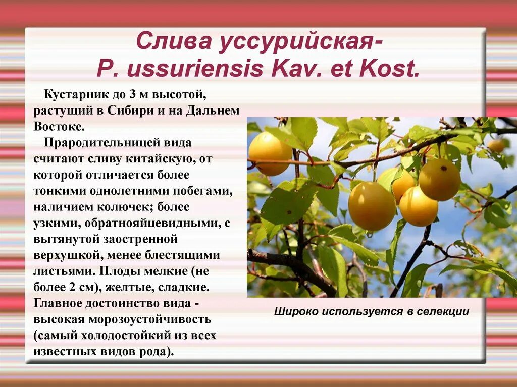 Слива светлячок описание сорта. Слива Уссурийская (Prunus ussuriensis). Слива Светлячок опылители. Слива Уссурийская описание.