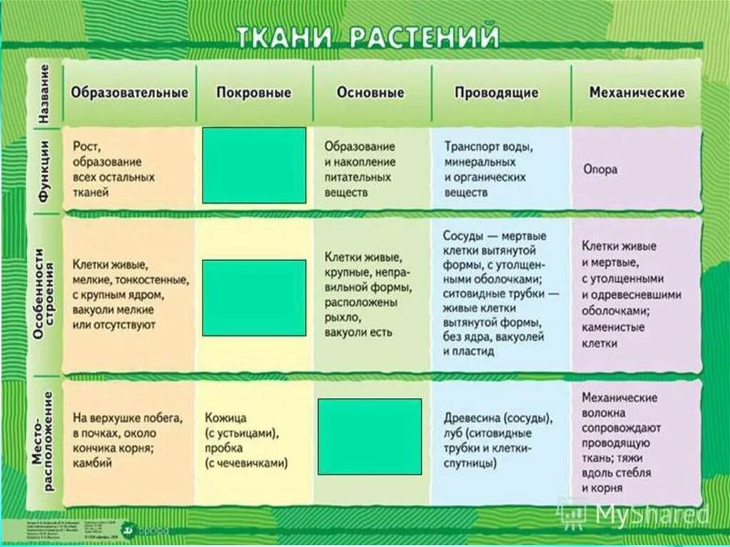 Образование особенности строения