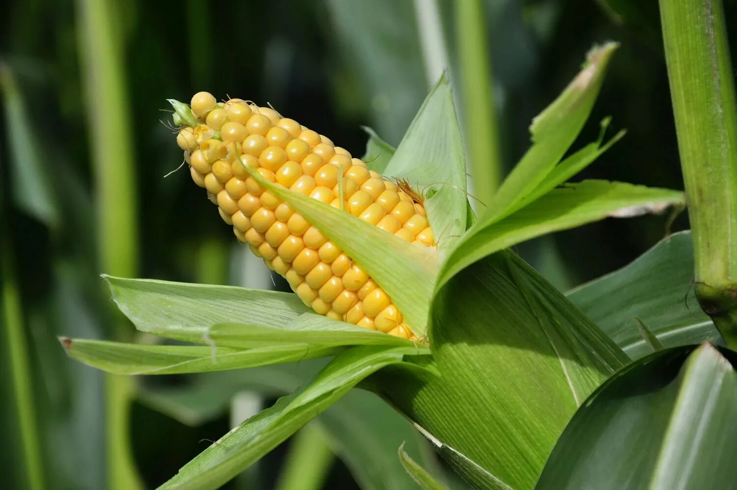 Mays corn. Кукуруза ГСС 3071 f1. Кукуруза сахарный початок. Кукуруза медовый нектар.
