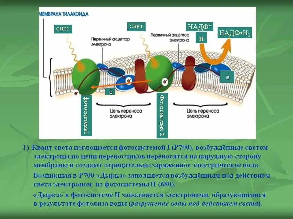 Фотосистема 1 фотосинтез. Фотосистема 2 фотосинтез. Мембрана тилакоида процессы фотосинтеза. Электронно электронно транспортная цепь.