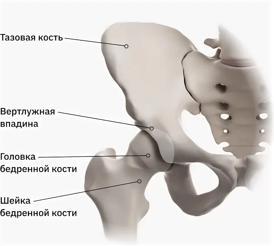 Тазовая кость шейки бедра. Шейка бедра тазовой кости. Тазобедренный сустав анатомия фото. Вколоченный перелом шейки бедра. Симптомы шейка бедра у женщины