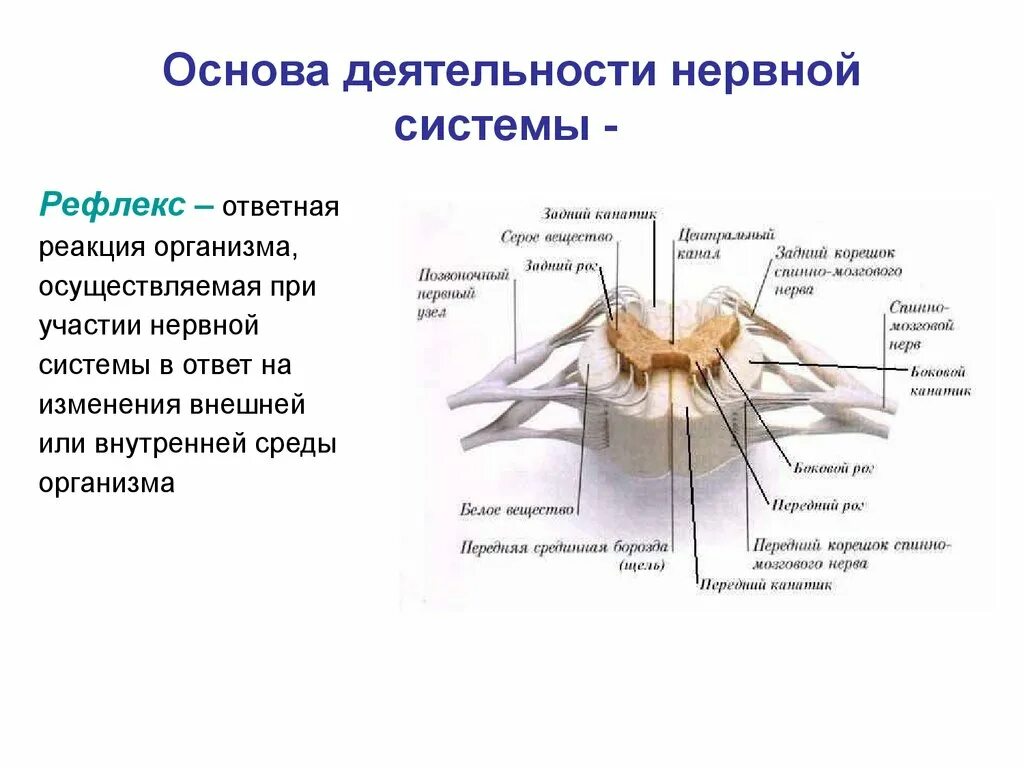 Спинной мозг обозначения. Строение сегмента спинного мозга. Поперечный разрез сегмента спинного мозга. Нервная система спинной мозг анатомия. 1. Строение спинного мозга.