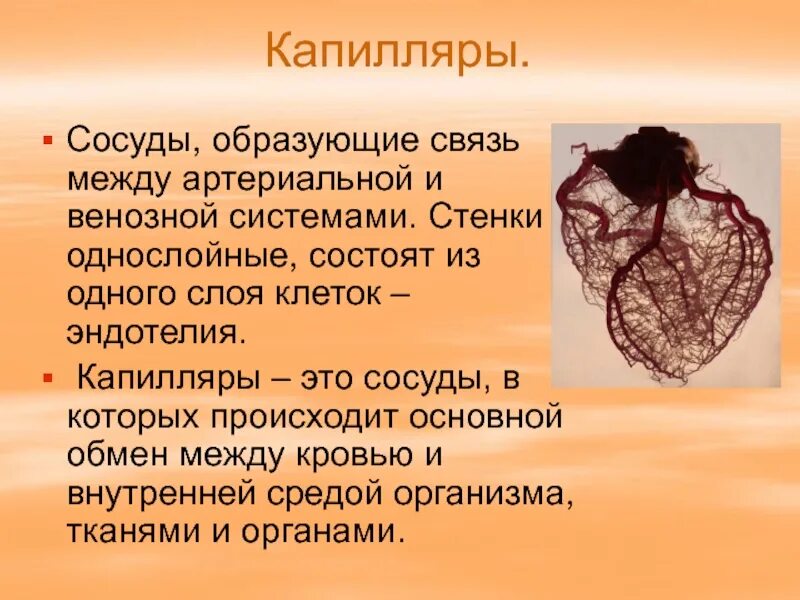 Капилляры в организме человека. Капиллярные кровеносные сосуды. Имеют однослойные стенки возвращают кровь к сердцу