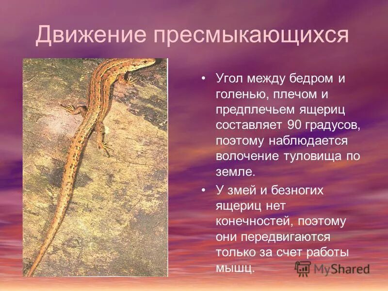 способ передвижения ящерицы. движение пресмыкающихся. органы передвижения класс рептилии. органы движения ящерицы. способ передвижения ящерицы.