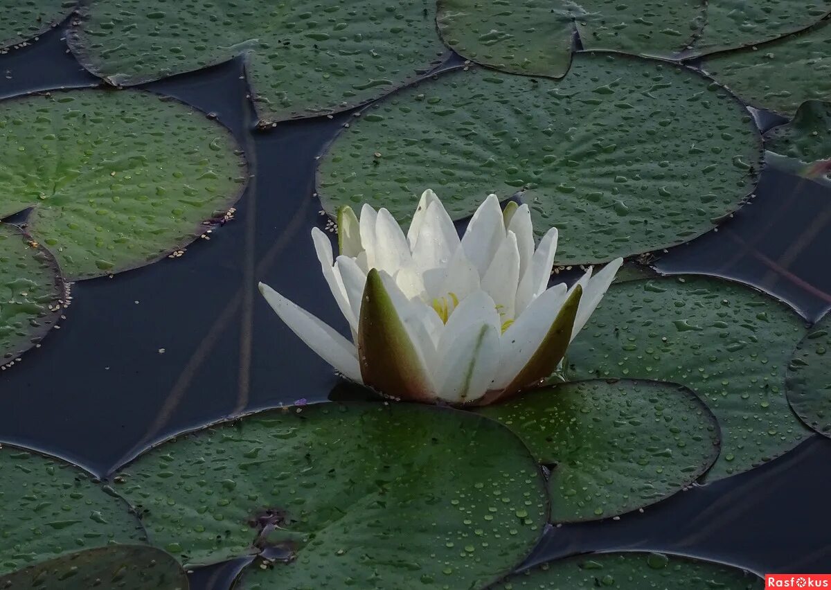 белый лотос красноармейск салон красоты. духовные тренировки. салон белый лотос вологда. белый лотос вологда. студия йоги анджали вологда.