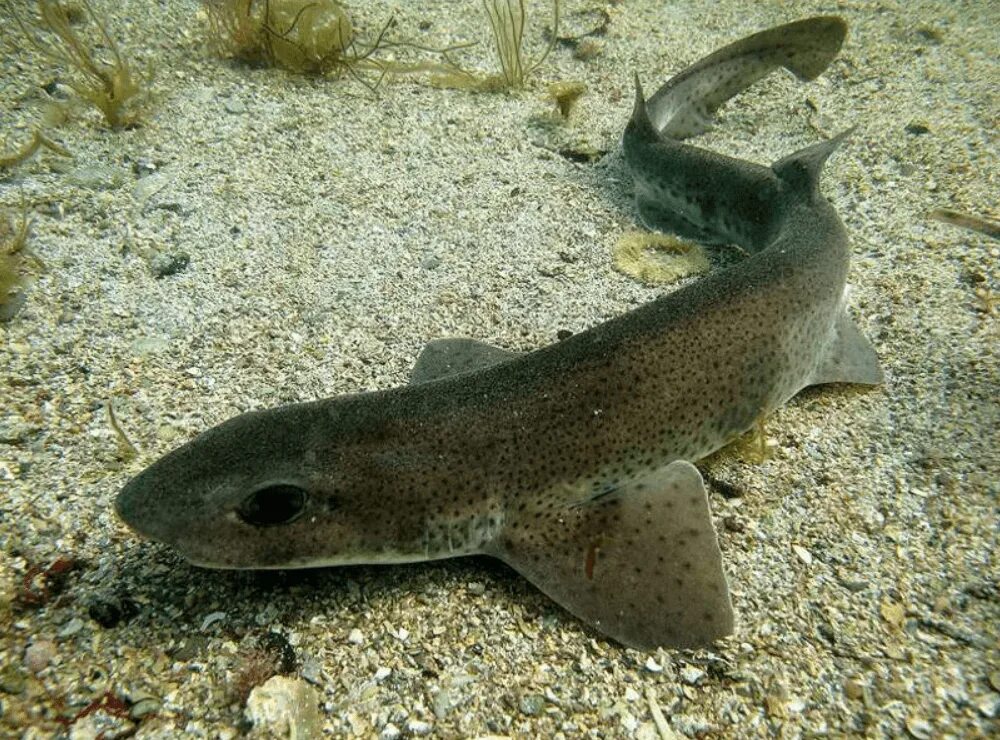 Акула Кошачья – Scyliorhinus canicula. Катран акула черного моря. Черноморская акула Катран. Катран рыба.