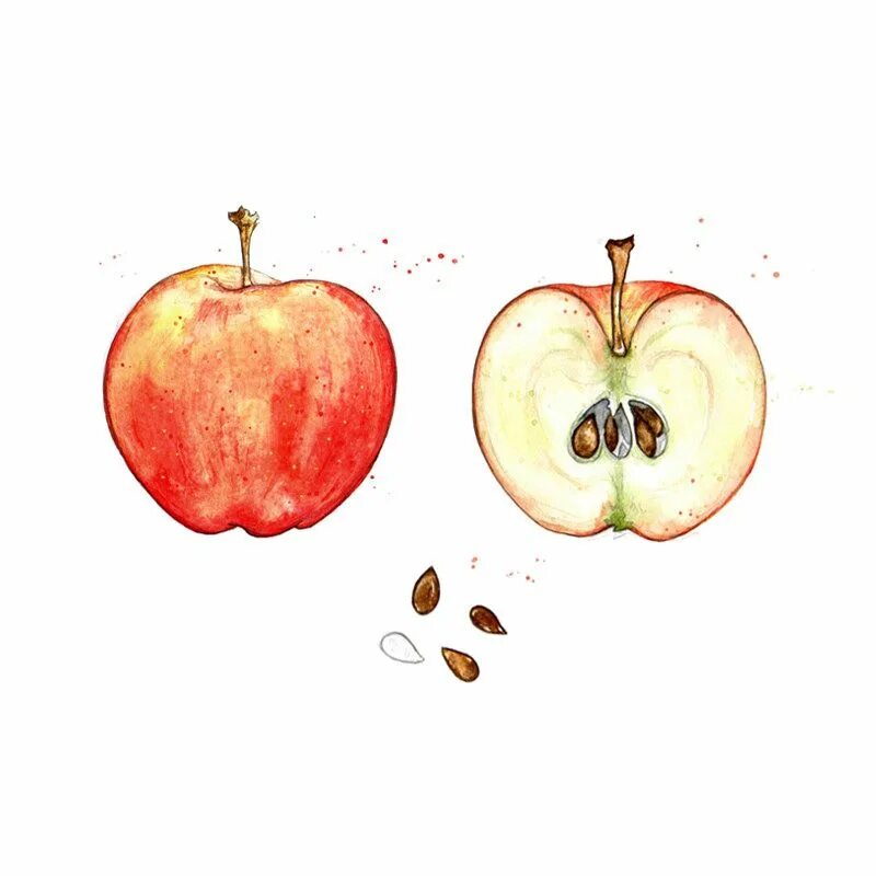 Во имя фруктов и семян геншин. Яблоко в разрезе. Плод яблока в разрезе. Семена яблока в разрезе. Яблоко рисунок.