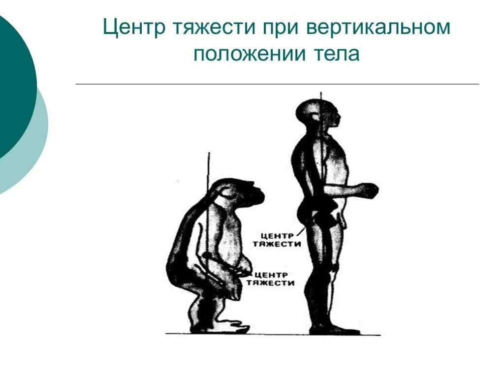 Центр тяжести. Центр тяжести тела. Изменение центра тяжести. Вертикальное положение тела.