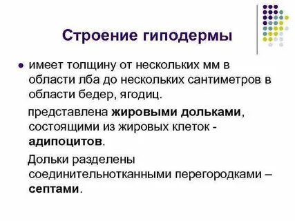 Гиподерма какая функция