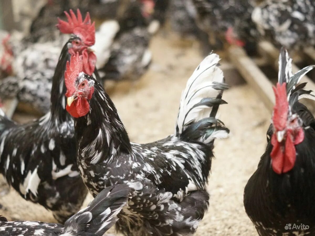 Ливенская порода. Австралорп пестрый. Кыргызская полосатая порода кур. Ливенский ситцевый петух. Загорская ситцевая порода.