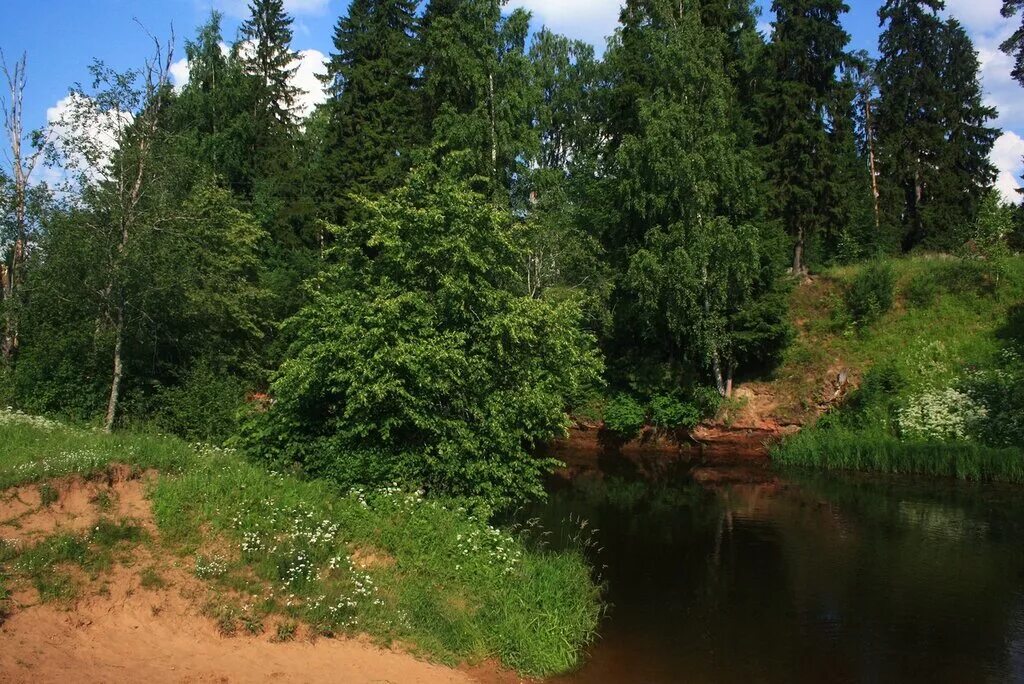 Река Оредеж Луга. Река Ракитинка Гатчинский район. Река Оредеж Кремено. Река Кобринка Гатчинский район. Чаща ло